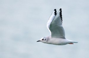 Kanadahettemåke Uthaug havn, Ørland - 3520