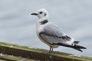 Krykkje Halten, Frøya-9740