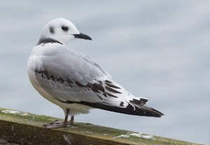 Krykkje Halten, Frøya-9782