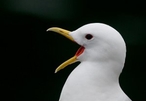 Krykkje Vadø havn, Vardø-8619