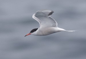 Makrellterne Sjøområdene utenfor Halten, Frøya - 3951