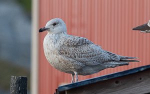 Gråmåke x Polarmåke Mausund, Frøya - 3107