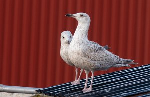 Gråmåke x Polarmåke Mausund, Frøya - 3114