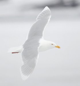 Polarmåke Adventdalen, Svalbard 2383