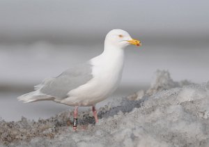 Polarmåke Adventdalen, Svalbard 5275