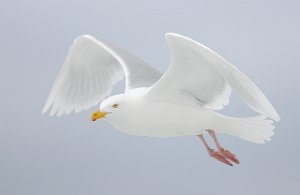 Polarmåke Adventdeltaet, Svalbard 2365