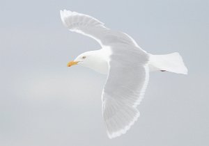 Polarmåke Adventdeltaet, Svalbard 2372