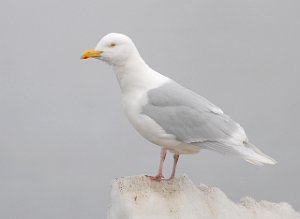 Polarmåke Bjørndalen, Svalbard 2598