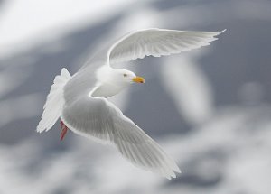 Polarmåke Glaucous Gull Adventdeltaet, Svalbard 2357