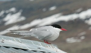 Rødnebbterne Store Orkelsjø, Oppdal-2678