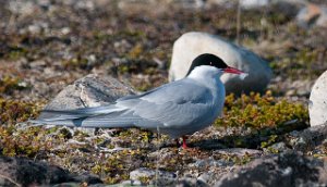 Rødnebbterne Varanger, Finnmark-2816