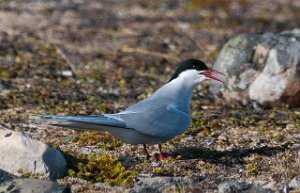 Rødnebbterne Varanger, Finnmark-2821