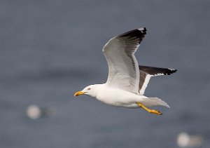 Sildemåke Havomr utenfor Smøla 055