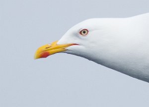 Sildemåke Sjøområdene utenfor Halten, Frøya - 4017