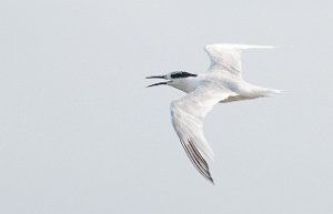 Splitterne Agger Tange, Jylland-6413