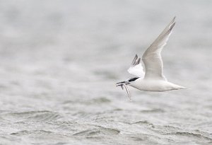 Splitterne Agger Tange, Jylland-6525