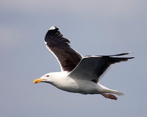 Svartbak Havomr utenfor Smøla 053