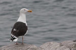 Svartbak Hornøya, Vardø-1309