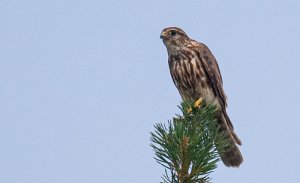 Dvergfalk hunn Røros - 0648