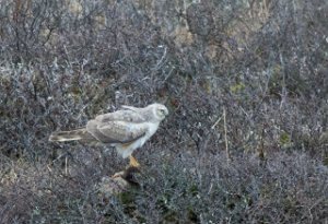 Steppehauk x Myrhauk Unndalsvatnet, Oppdal - 5647