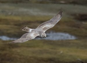 Steppehauk x Myrhauk Unndalsvatnet, Oppdal - 5757