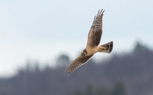 Steppehauk 2K hunn Galåen, Røros - 6159