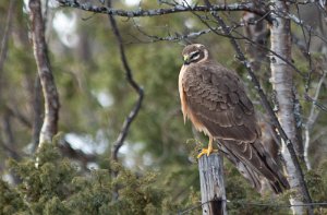 Steppehauk 2K hunn Galåen, Røros - 6824