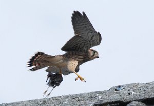 Tårnfalk Målsjøen, Klæbu 757