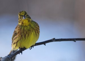 Gulspurv Brøttem, Klæbu 356