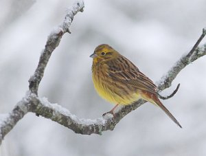 Gulspurv Brøttem, Klæbu 3855