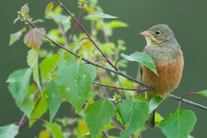 Hortulan Melåmoen, Elverum-6651