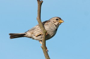 Kornspurv Skjerns Enge, Jylland-7206