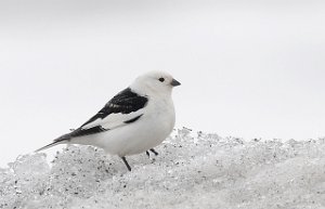 Snøspurv Adventdalen, Svalbard 5394