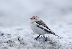 Snøspurv Brøttem, Klæbu 511