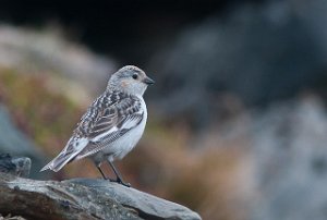 Snøspurv Svartnes, Vardø-8560