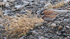 Vierspurv Rustic Bunting Longyearbyen, Svalbard 1398