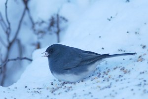 Vinterjunko Grimstad 4360