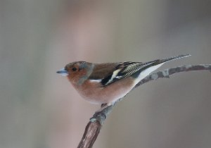 Bokfink Brøttem, Klæbu-5467