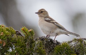 Bokfink hunn Sjusjøen, Ringsaker - 3712