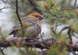 Konglebit Kjerringneset, Sør-Varanger-2889