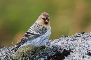 Polarsisik Sula, Frøya 3828