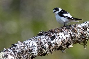 Halsbåndfluesnapper hann Moen, Meråker - 7497