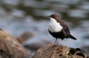 Fossekall Øvre Leirfoss, Trondheim-5903