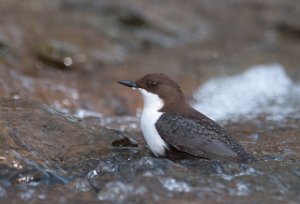 Fossekall Øvre Leirfoss, Trondheim-6028