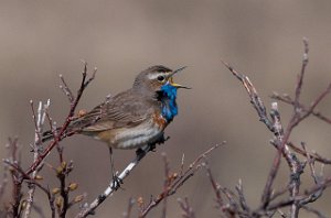 Blåstrupe Krampenes, Finnmark-8245