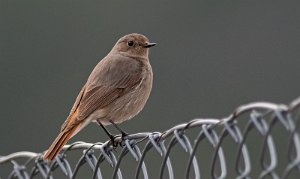 Svartrødstjert Hell, Stjørdal - 0522