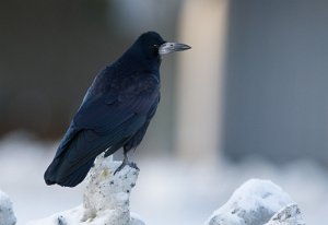 Kornkråke Tempe, Trondheim - 2234