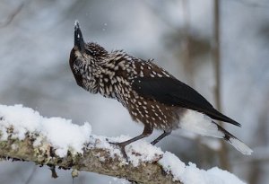 Nøttekråke Rønningen, Trondheim - 5871