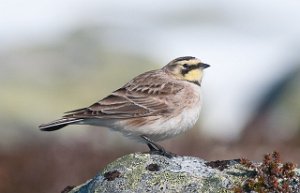 Fjellerke Kongsfjordfjellet, Tana-6814