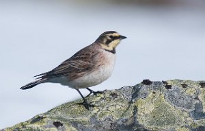 Fjellerke Kongsfjordfjellet, Tana-6876